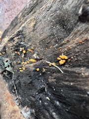 Dacrymyces