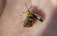 Trirhabda sericotrachyla