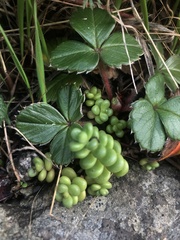 Sedum divergens