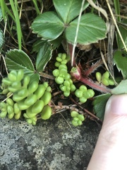 Sedum divergens