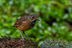 Grallaria guatimalensis