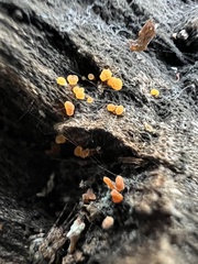 Dacrymyces