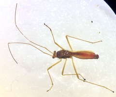 Phaenacantha