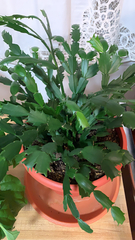 Schlumbergera truncata