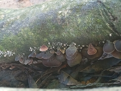 Auricularia polytricha