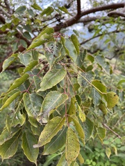 Bursera simaruba