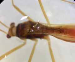 Phaenacantha