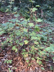 Ribes sanguineum glutinosum