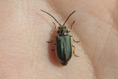 Trirhabda sericotrachyla