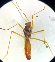 Phaenacantha