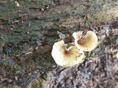 Cotylidia aurantiaca