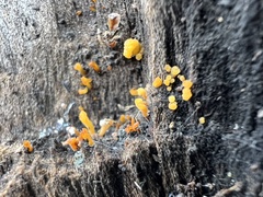 Dacrymyces
