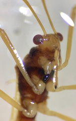Phaenacantha