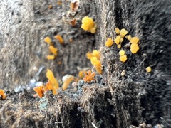 Dacrymyces