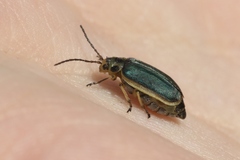 Trirhabda sericotrachyla