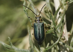 Trirhabda sericotrachyla