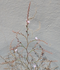 Limonium duriusculum