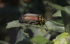 Trirhabda luteocincta