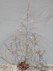 Limonium duriusculum