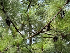 Pinus oocarpa