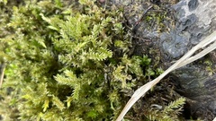 Climacium dendroides