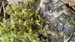 Climacium dendroides