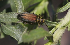 Trirhabda luteocincta