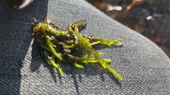 Fontinalis antipyretica