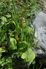 Primula ruprechtii