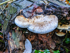 Fomitopsis