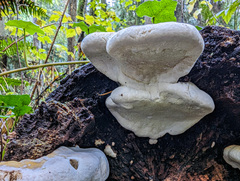 Fomitopsis
