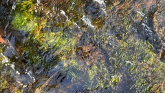 Fontinalis antipyretica