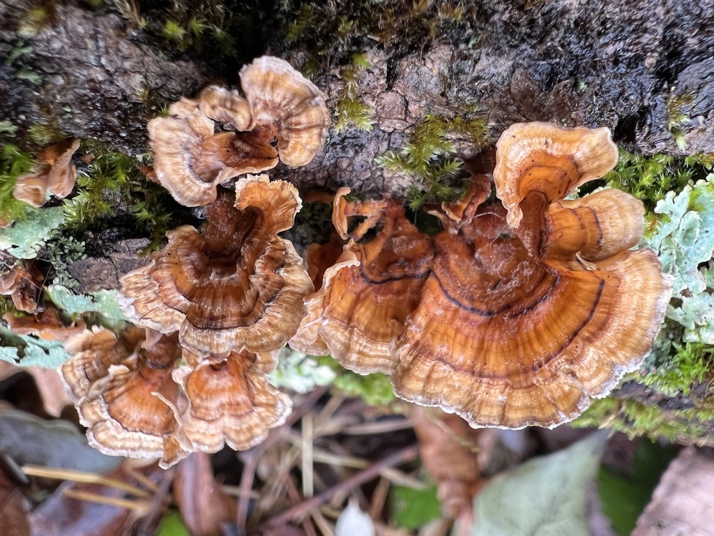 Stereum from Godshall Rd, Souderton, PA, US on November 25, 2022 at 02