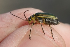 Trirhabda luteocincta