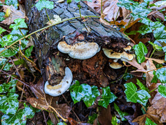 Fomitopsis