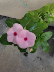 Catharanthus roseus image