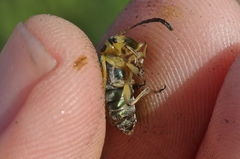 Trirhabda luteocincta