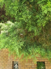 Cupressaceae