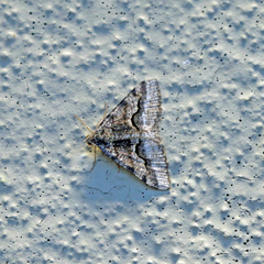 Frederickia s-signata