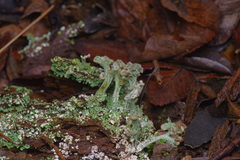 Cladonia peziziformis