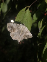 Aeolochroma quadrilinea