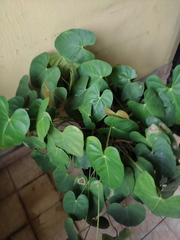 Anthurium andraeanum