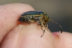 Trirhabda luteocincta