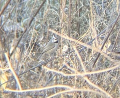 Baeolophus wollweberi