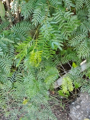 Pteridium caudatum