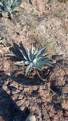 Agave colorata