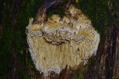 Subantrodia juniperina