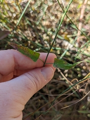 Funastrum