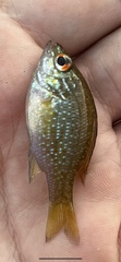 Lepomis marginatus