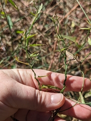 Funastrum
